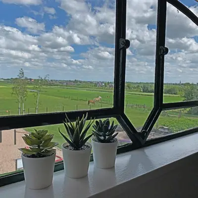 three plants sitting on a window sill looking out at a field at Christinahoeve Hooiberg #6 in Boskoop