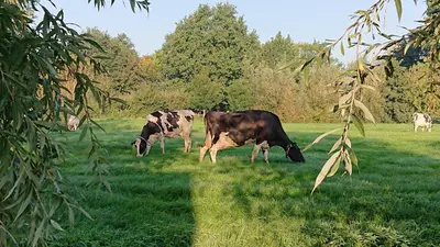 a group of cows grazing in a field of grass at @TheLodge in Haarzuilens