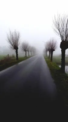 a foggy road with trees on the sides of it at Middelpunt Opmeer in Opmeer