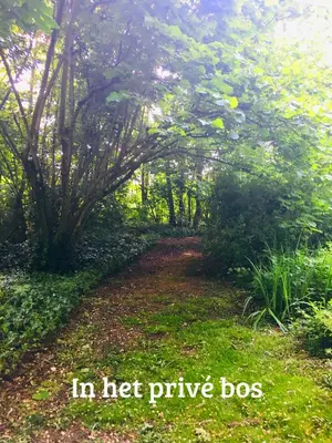 a path in a forest with trees and grass at Kwadijkerbos in Kwadijk