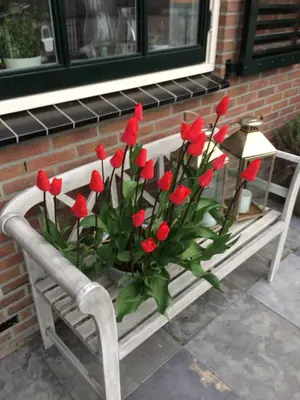 a bunch of red flowers sitting on a bench at Flowerbed in Voorhout