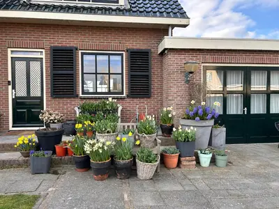 a bunch of potted plants in front of a house at Flowerbed in Voorhout