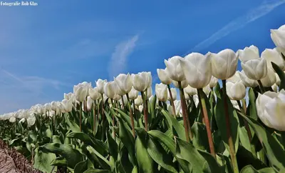 a row of white tulips in a field at Das Luxus Dünenhäuschen mit Wellnesszugang in Egmond aan Zee