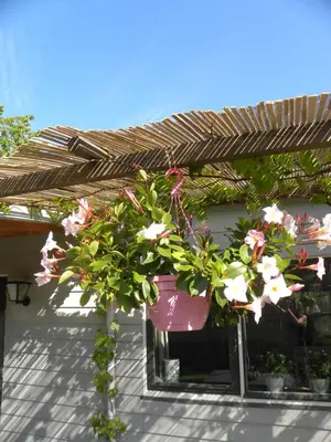 a bunch of flowers in a pot under a pergola at Woubrugge Logies in Woubrugge