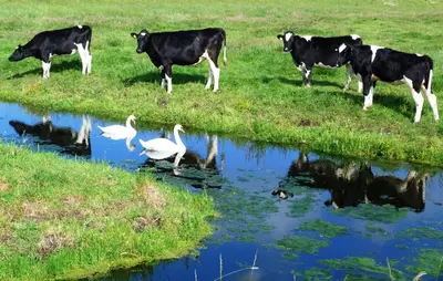 a group of cows and swans standing next to a pond at Woubrugge Logies in Woubrugge