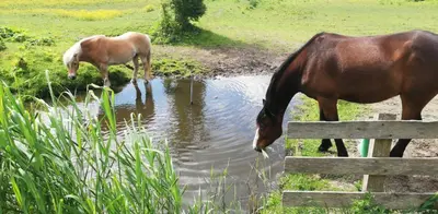 two horses drinking water from a pond in a field at HOMESTEAD Amsterdam in Amsterdam