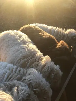 a group of sheep laying next to each other at HOMESTEAD Amsterdam in Amsterdam
