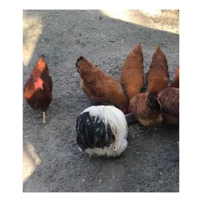a group of chickens standing on the ground at HOMESTEAD Amsterdam in Amsterdam