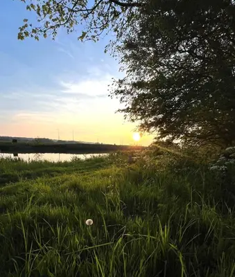 a sunset over a field of grass with a tree at Knus familiehuisje nabij Bergen en Schoorl in Warmenhuizen