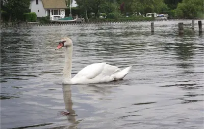 a white swan swimming in a body of water at Lake Front Home In Breukelen in Breukelen