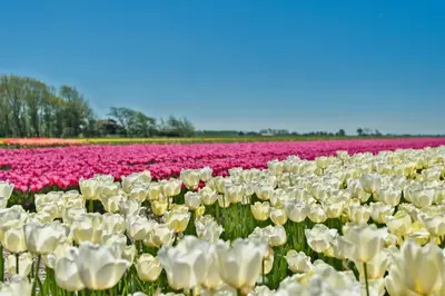 a field of white and pink tulips at Villa Prinsenhof # Zestien in Bergen