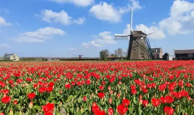 a field of red tulips with a windmill in the background at Het Dijkstuk in Noordwijkerhout