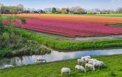 a herd of sheep grazing in a field with tulips at Lovely Home In Wijdenes With Wifi in Wijdenes