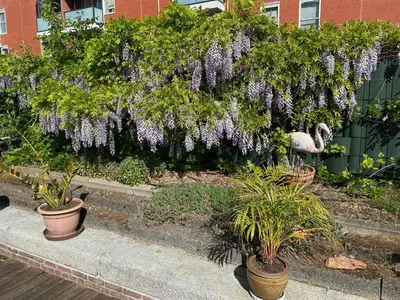 a bunch of purple flowers hanging from a hedge at Dreamtime Houseboat in Amsterdam