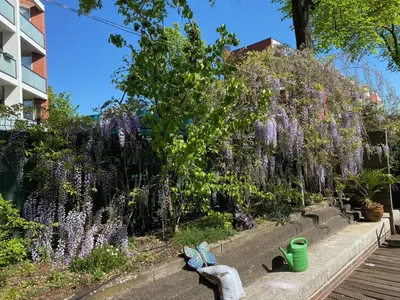 a hedge of purple flowers with people sitting on a bench at Dreamtime Houseboat in Amsterdam