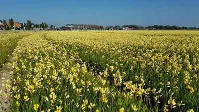 a field full of yellow flowers in a field at 'Heerlijk Zomerhuis Vlakbij Strand en Duinen' in Egmond aan Zee