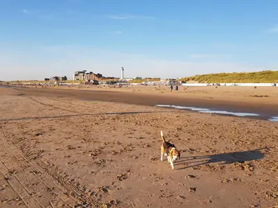 a dog walking on a sandy beach at 'Heerlijk Zomerhuis Vlakbij Strand en Duinen' in Egmond aan Zee