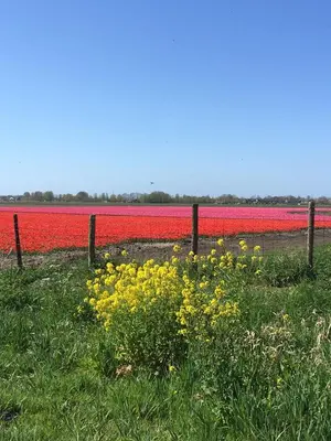 a field of red and yellow flowers next to a fence at B&B De Kamer in Wervershoof