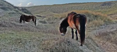 two horses are grazing in a field of grass at Hotelhuisje Warmenhuizen #A in Warmenhuizen
