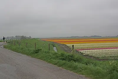 a field of tulips on the side of a road at Hotelhuisje Warmenhuizen #B in Warmenhuizen