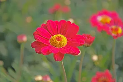a red flower in a field of red flowers at Hotelhuisje Warmenhuizen #C in Warmenhuizen