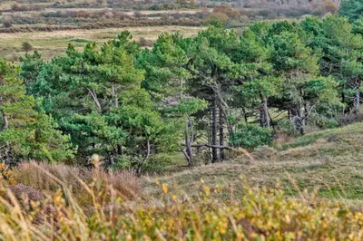 a group of trees on a hill in a field at Hotelhuisje Warmenhuizen #F in Warmenhuizen