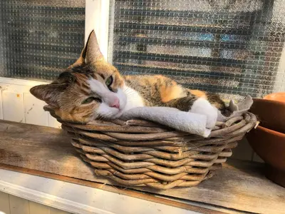 a cat laying in a basket on a table at Huize Beemsterlaan in Bergen