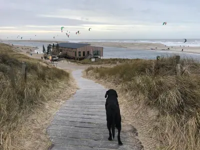 a black dog standing on a path near a beach at Dune and Beach Villa with very large and beautiful Garden in Schoorl