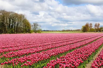 a field of pink tulips in a field at Slaperij ‘t Woud - Near the dunes and the sea! in Bergen