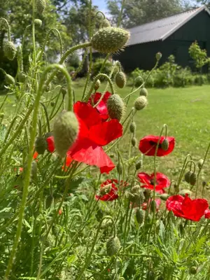 a field of red flowers with a barn in the background at B&BOosterweg3 Studio - Free private parking in Heemskerk
