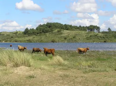 a group of cows standing in a field near a body of water at Luxe Chalet Marbella IJmuiden aan Zee in IJmuiden