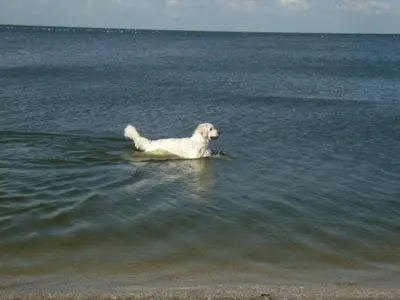 a white dog standing in the water on the beach at Ferienpark Vislust Modernes Holzhaus am Ijsselmeer mit eigenen Steg in Wervershoof
