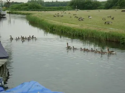 a group of ducks swimming in a river at Ferienpark Vislust Modernes Holzhaus am Ijsselmeer mit eigenen Steg in Wervershoof