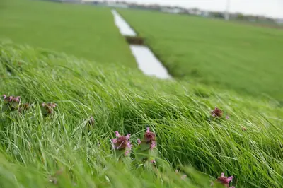 a field of grass with purple flowers in the grass at Mooi vakantiehuis prachtig gelegen aan het water in Rijpwetering