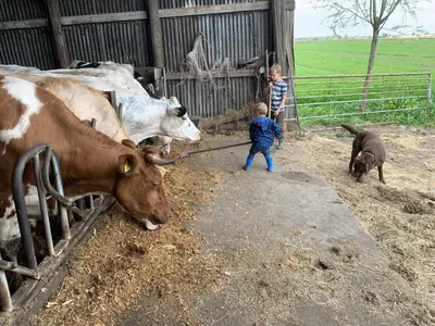 a young boy is petting two cows in a zoo at Boerencamping Swarthoeve in Wormer