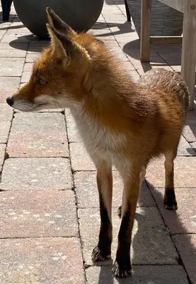 a red fox standing on a brick sidewalk at Chalet Playa direct aan zee in IJmuiden in IJmuiden