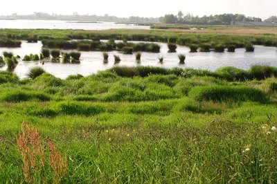 a body of water with grass and weeds in it at Newhouse Logies in Zevenhoven