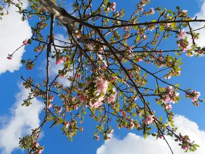 a branch of a tree with pink flowers on it at Polderlodge in Hillegom