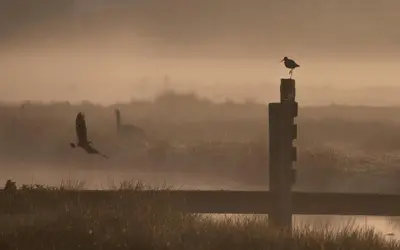 a bird perched on a post with a bird flying at Polderlodge in Hillegom