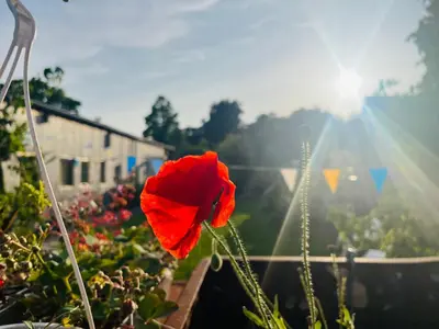 a poppy in a garden with the sun in the background at Luca’s Loft in Bergen