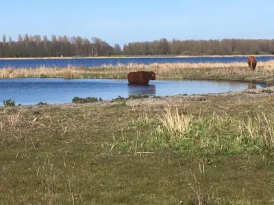two cows are standing in a body of water at BnB Purmerland in Purmerend