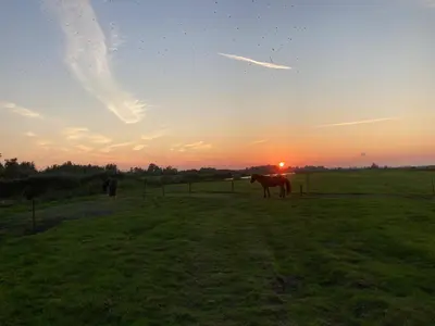 a horse standing in a field at sunset at BnB Purmerland in Purmerend