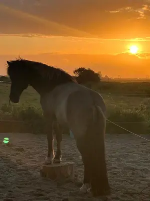 a horse standing on a stand in a field at sunset at BnB Purmerland in Purmerend