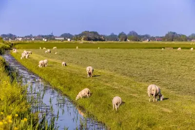 a herd of sheep grazing in a field next to a river at De Heerlijkheid Hensbroek in Hensbroek