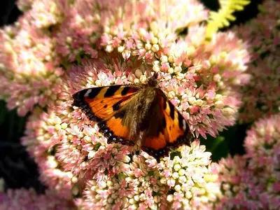 a butterfly is sitting on a pink flower at De Oude Smederij voor 2 personen in 't Veld in De Leijen