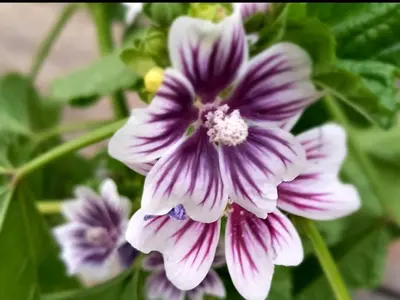 a close up of a purple and white flower at De Oude Smederij voor 2 personen in 't Veld in De Leijen
