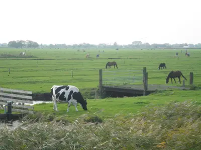 a cow grazing in a field with horses in the background at B&B HutSpot in Amsterdam