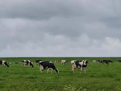 a herd of cows grazing in a field of grass at Bed & Breakfast De Leekerhoek in Oosterleek