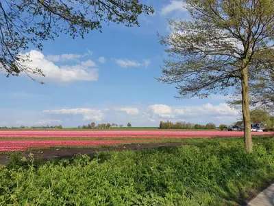 a field of pink tulips with a tree at Bed & Breakfast De Leekerhoek in Oosterleek