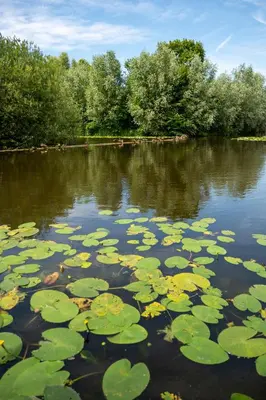 a pond with lily pads in the water at LODGE & LOFT in Sassenheim